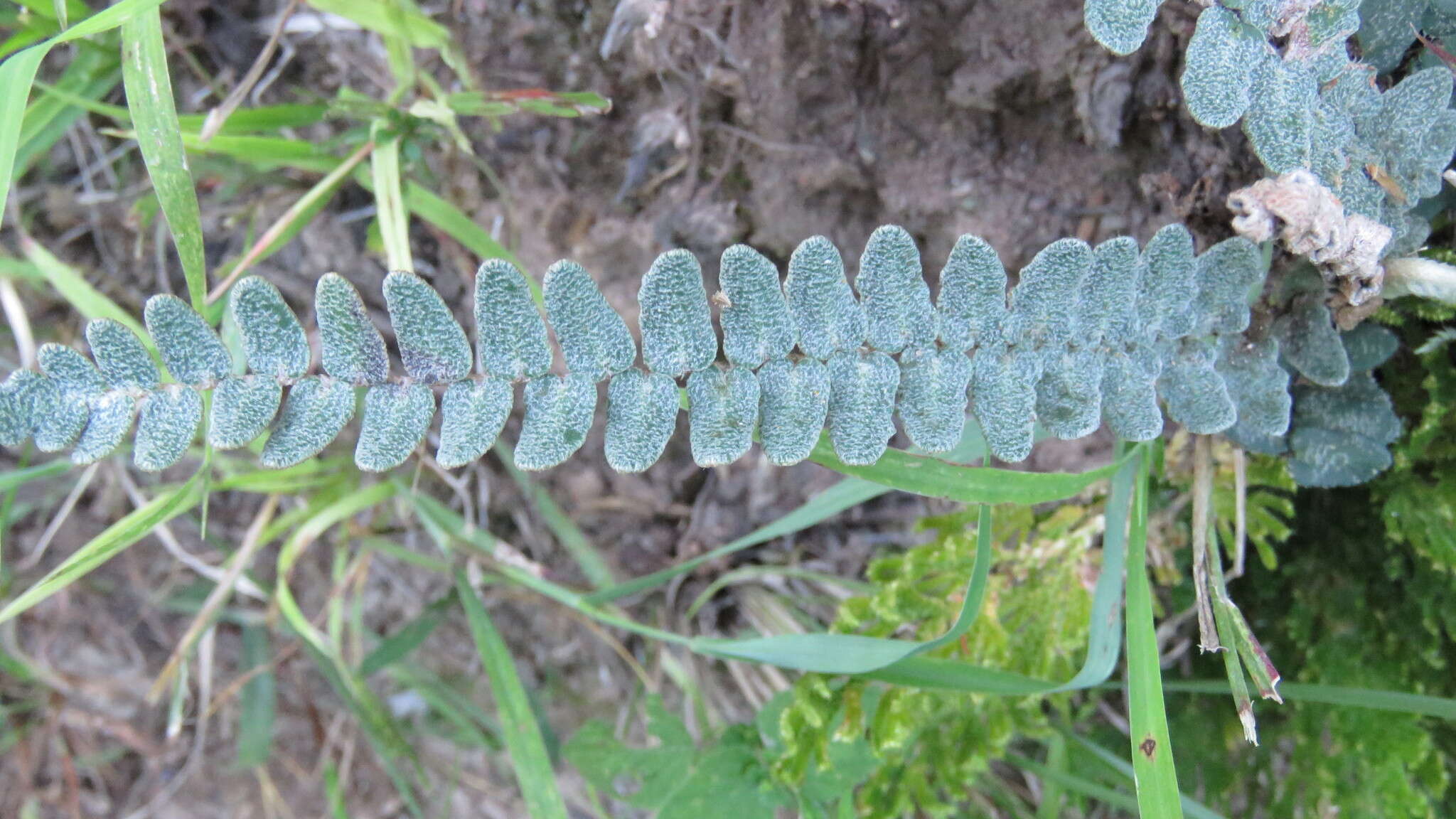 Image of hybrid cloakfern