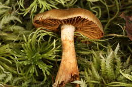 Слика од Cortinarius venetus (Fr.) Fr. 1838