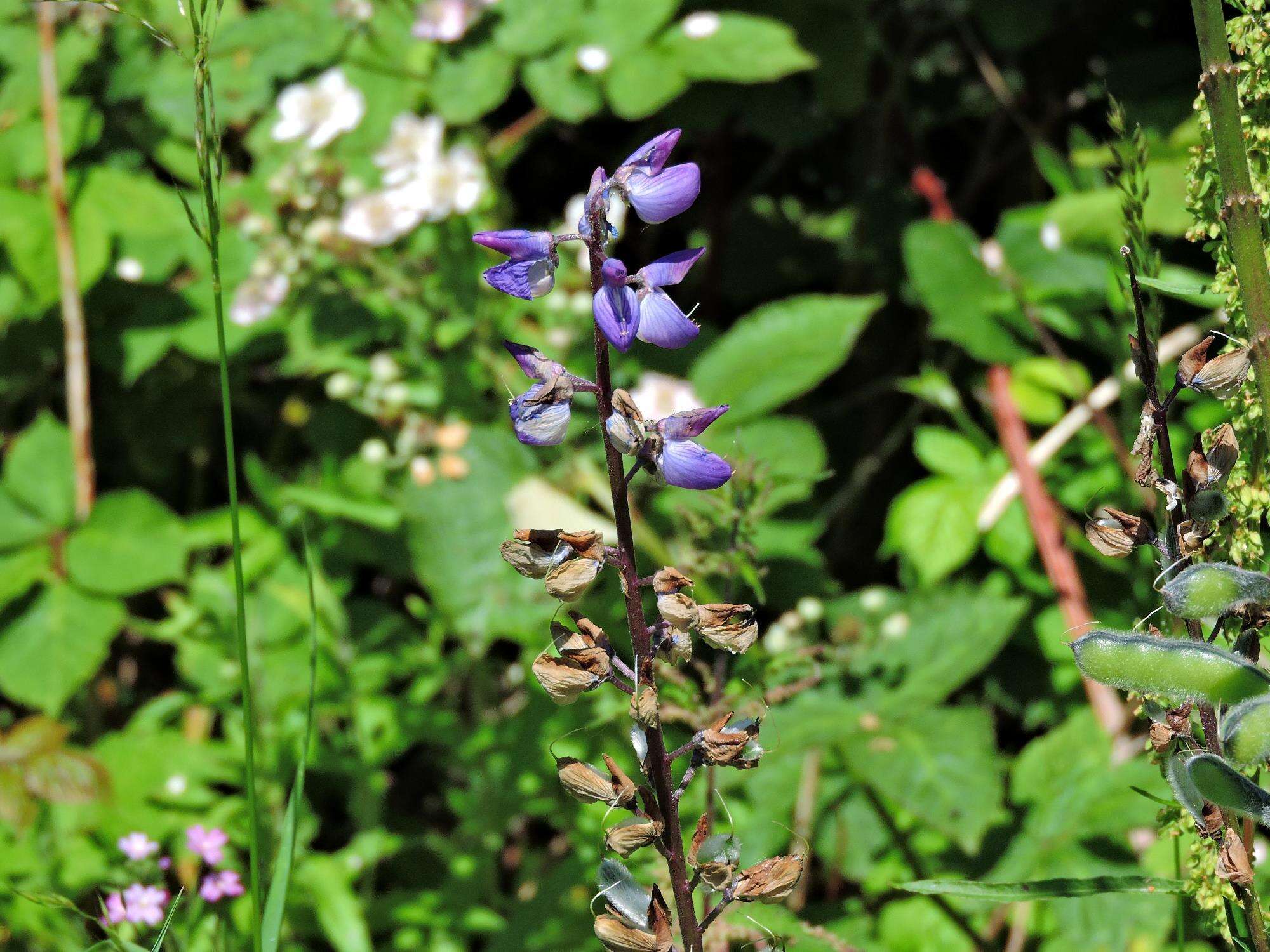 Image of Lupinus regalis Bergmans