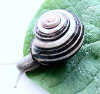 Image of Brown Lipped Snail