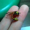 Image of Yellow and black potter wasp