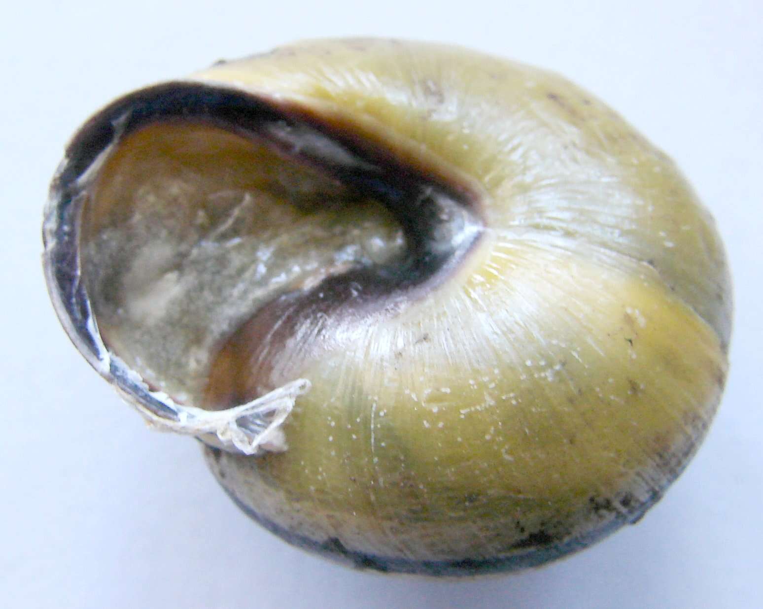 Image of Brown Lipped Snail