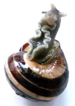 Image of Brown Lipped Snail