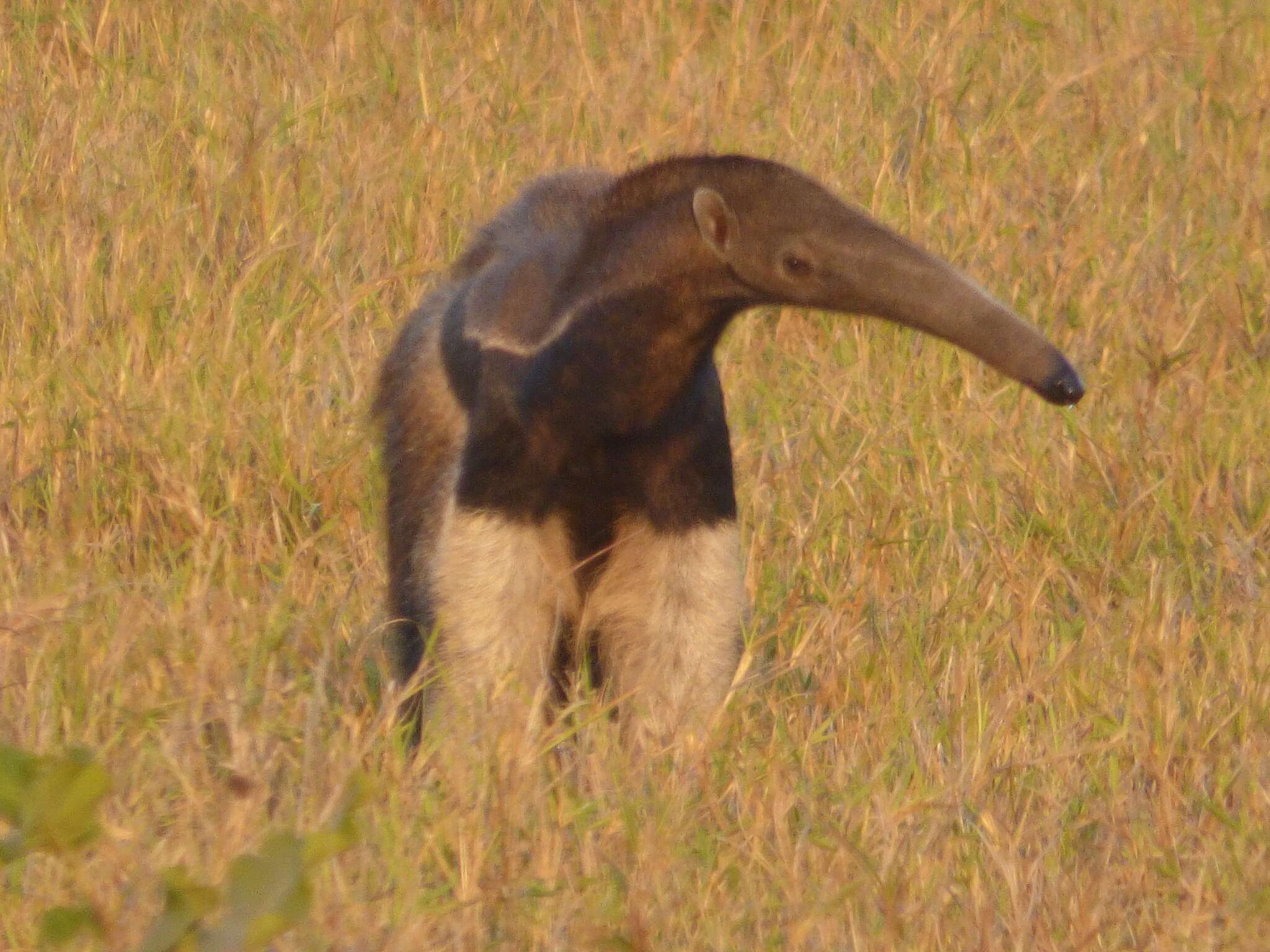 Image of Giant anteaters