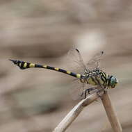 Image of Ictinogomphus australis (Selys 1873)