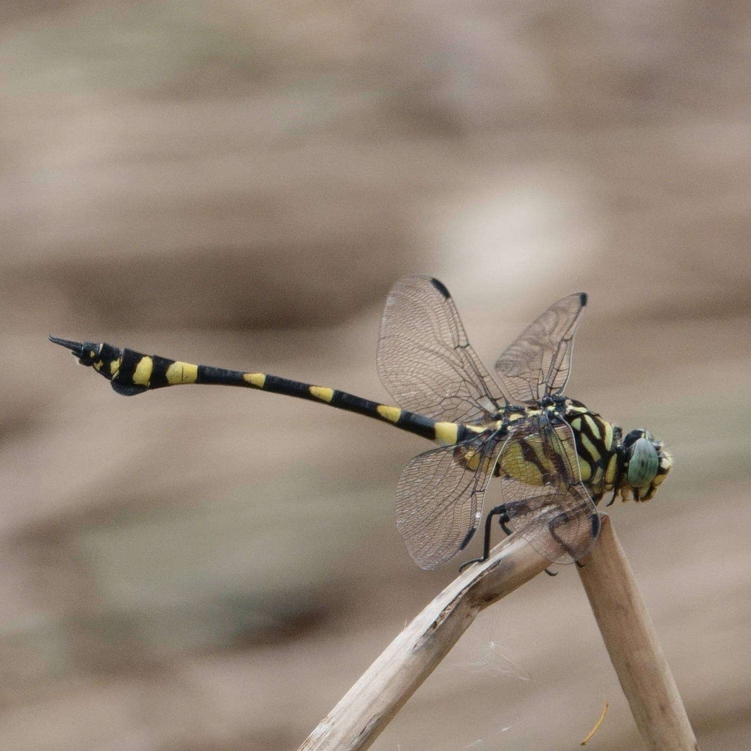 Imagem de Ictinogomphus australis (Selys 1873)