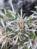 Image of San Jacinto prickly phlox