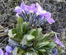 Image of Primula megalocarpa H. Hara