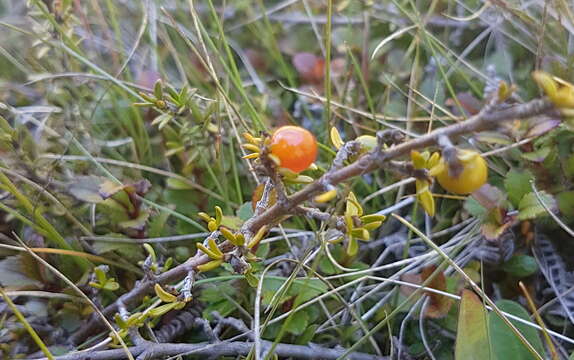 Image of Coprosma cheesemanii W. R. B. Oliv.