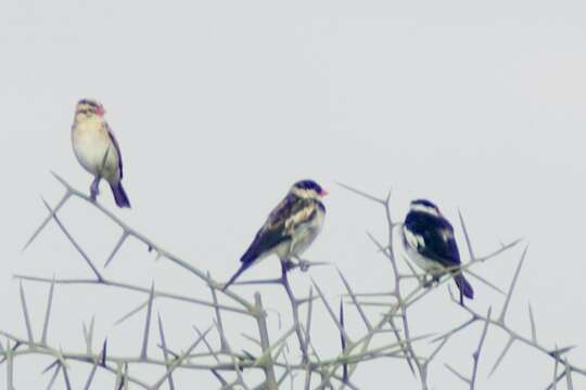 Image of Pin-tailed Whydah