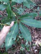 Image de Illicium floridanum Ellis