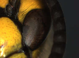 Image of German Wasp