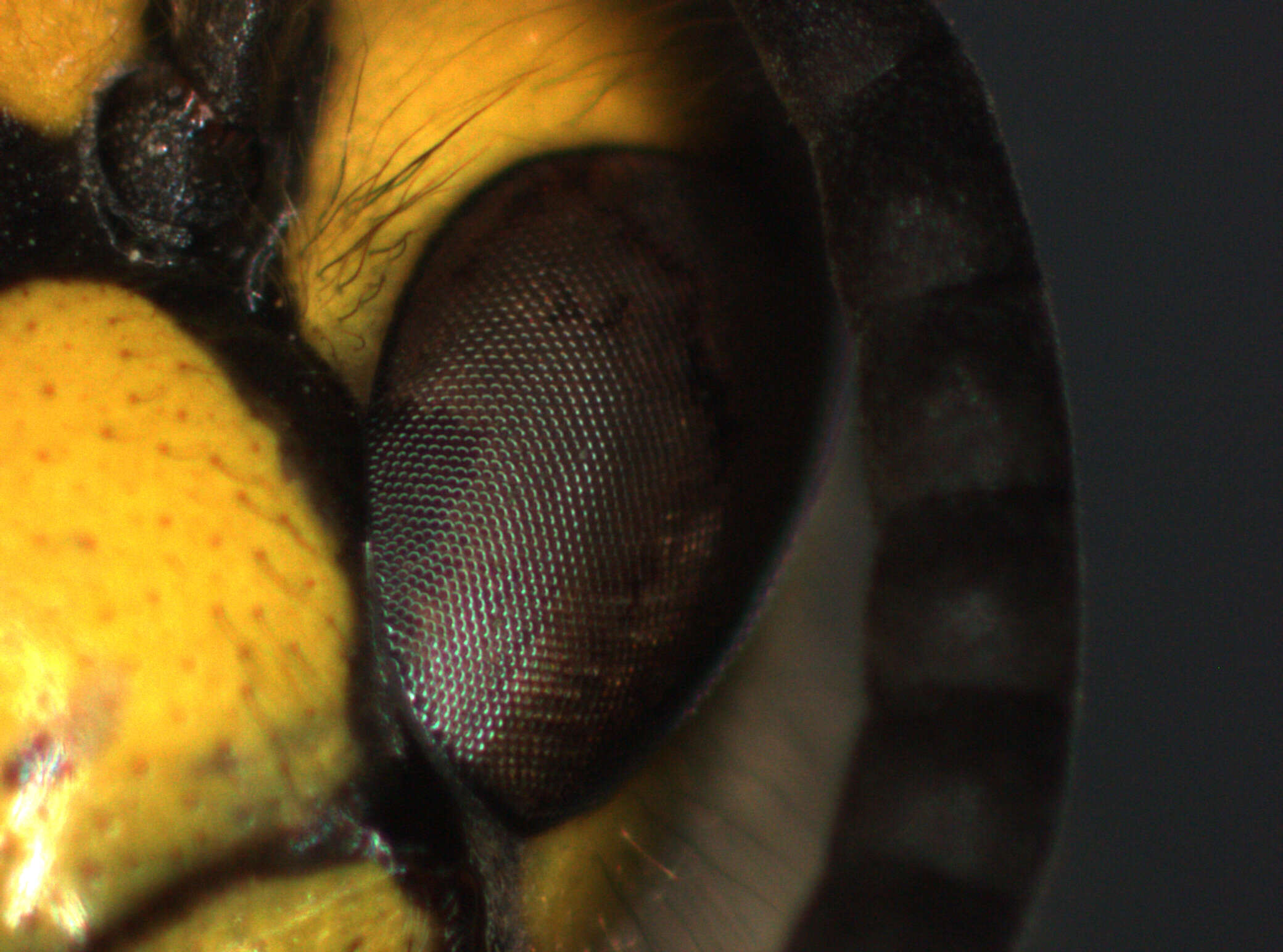 Image of German Wasp