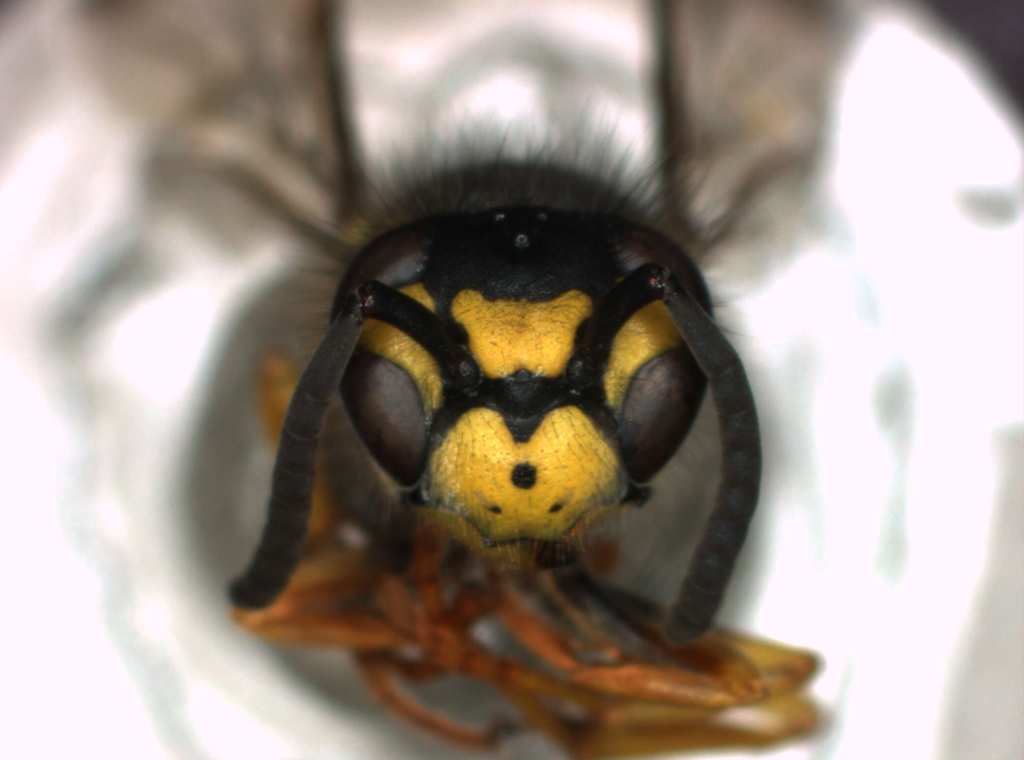 Image of German Wasp