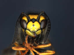 Image of German Wasp