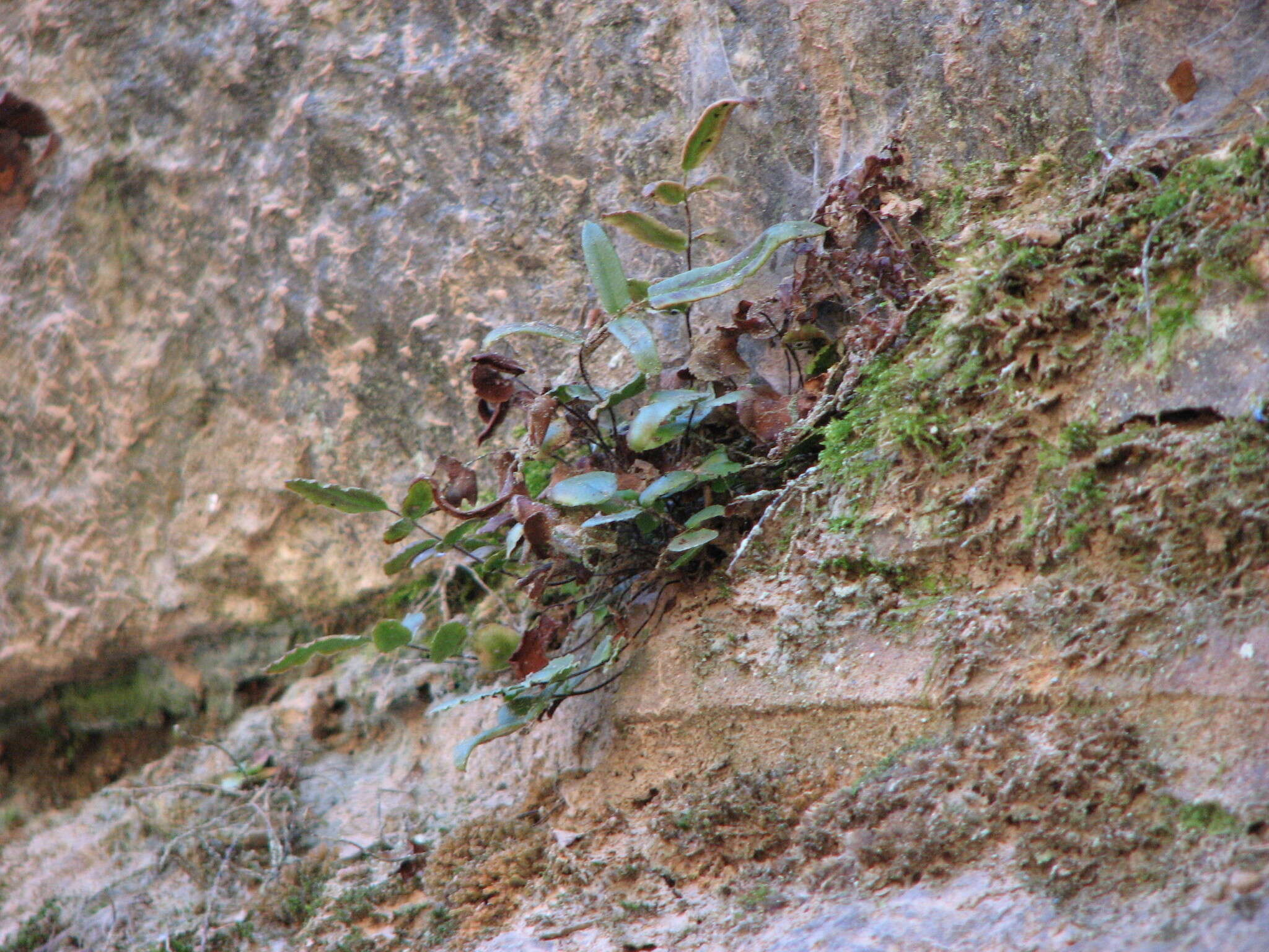 Imagem de Pellaea atropurpurea (L.) Link