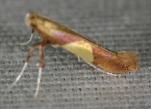 Image of Caloptilia packardella (Chambers 1872)