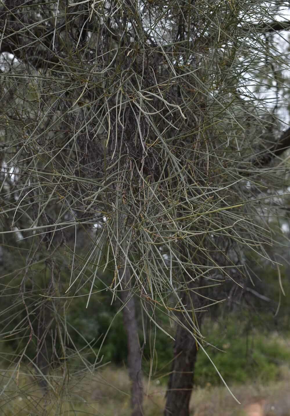 Image of Acacia sericophylla F. Muell.