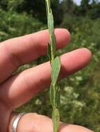 Image of stiff yellow flax