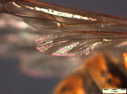 Image of Common wasp