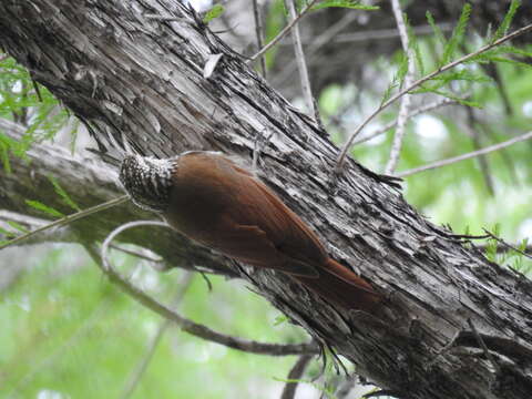 Image of White-striped Woodcreeper