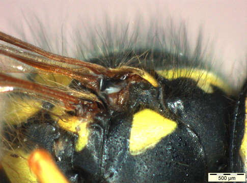 Image of Common wasp