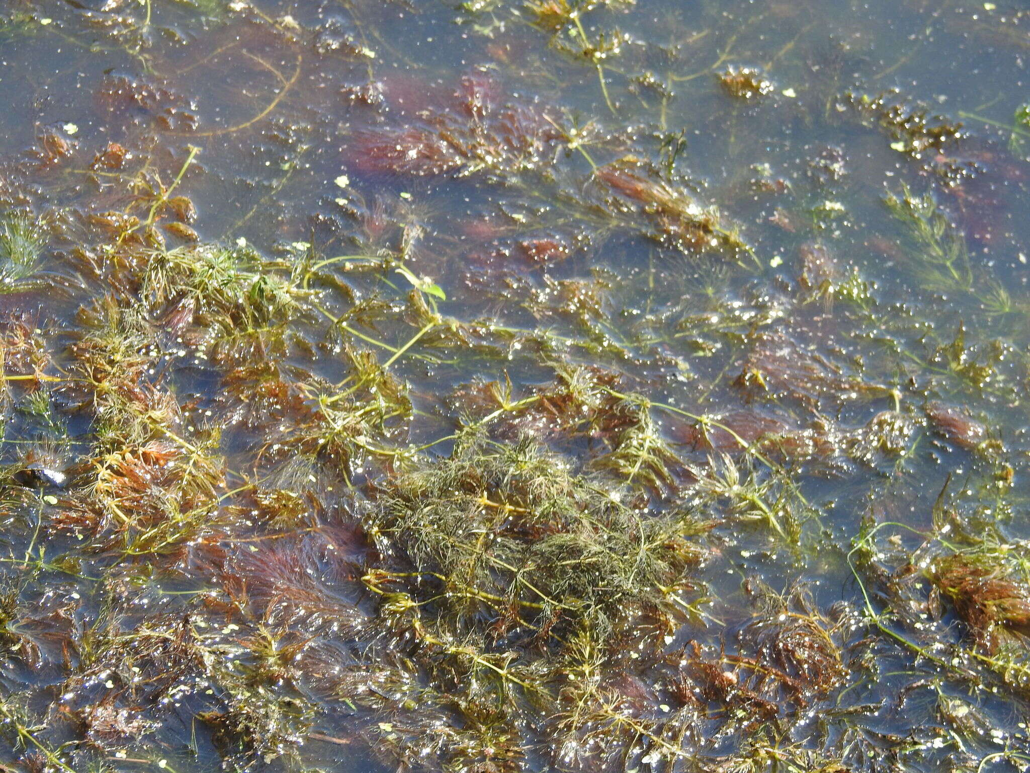 Image de Cératophylle Submergé
