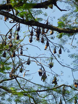 Image of Indian Flying Fox