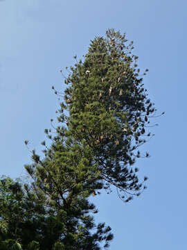 Image of Indian Flying Fox