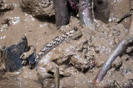 Image of Barred mudskipper