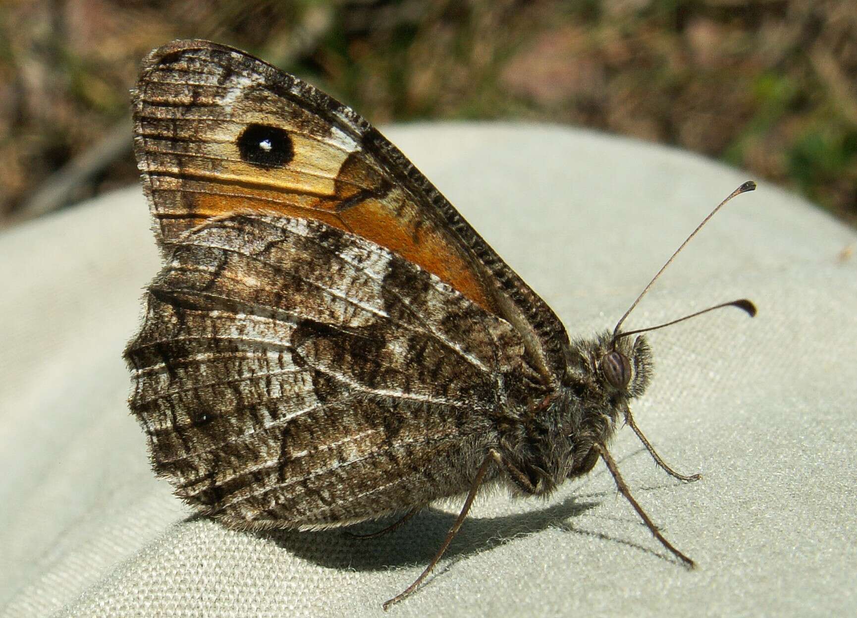 Image of Grayling