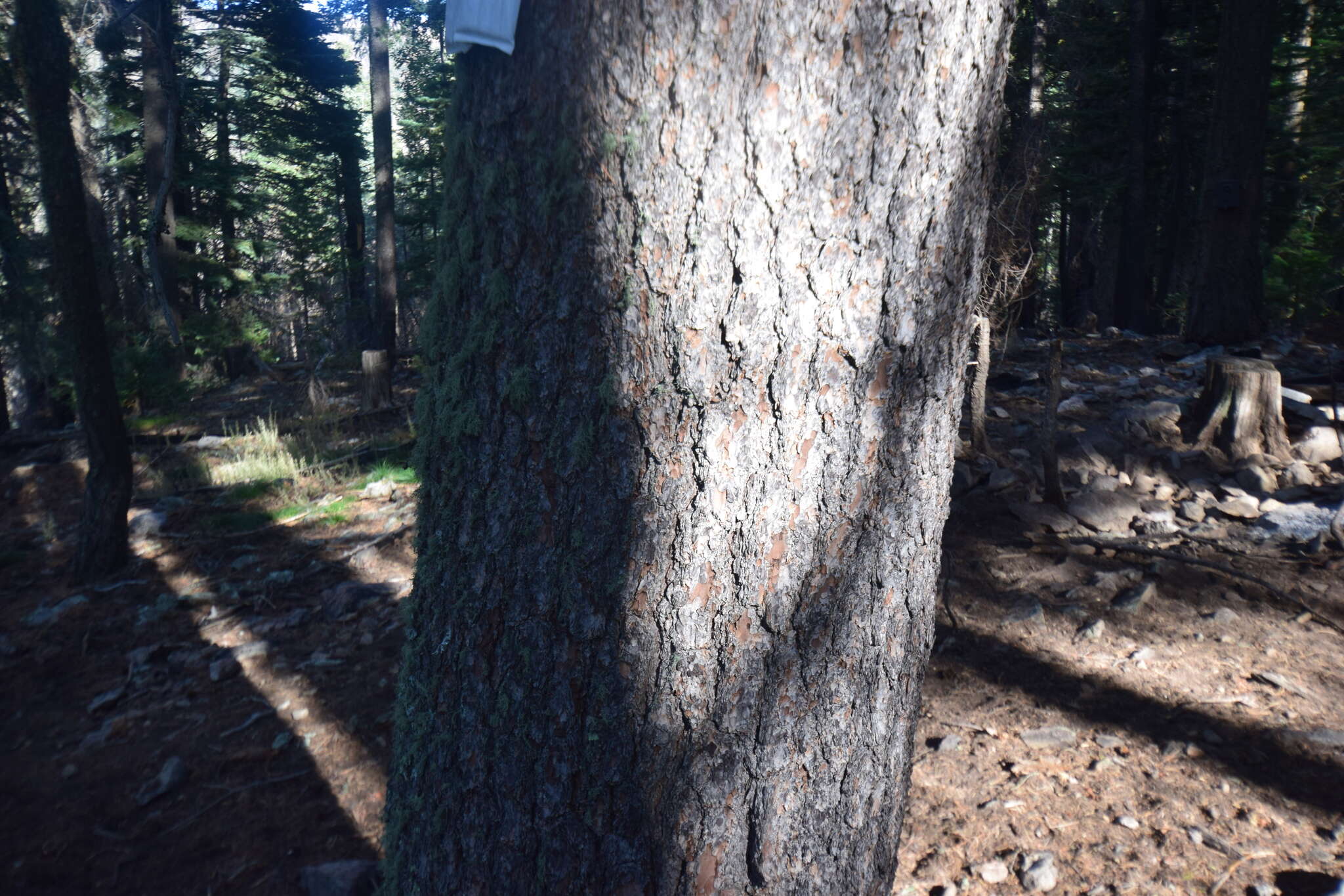 Image of Arizona Pine