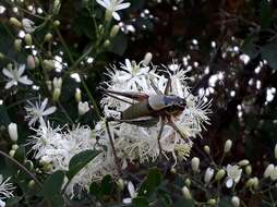 Image of Eupholidoptera cephalonica Willemse, F. M. H. & L. P. M. Willemse 2004