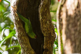 Image of New Caledonian Parakeet