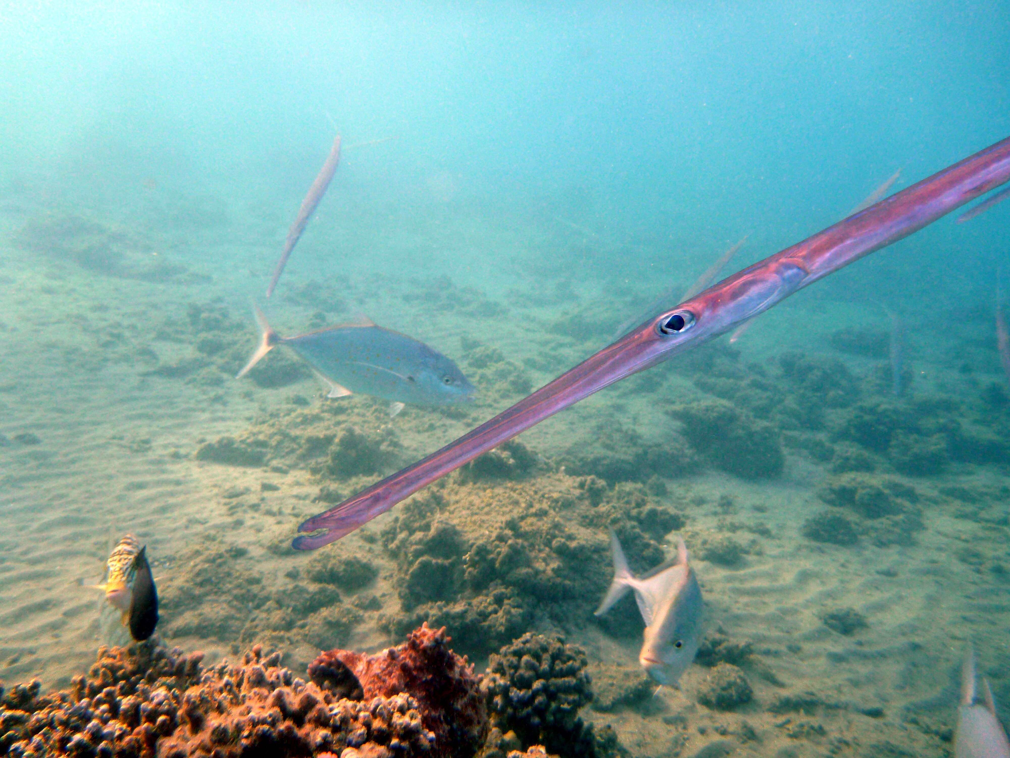 Image of Bluespotted cornetfish