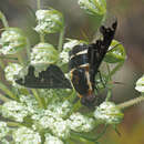 Image of Hemipenthes maura (Linnaeus 1758)