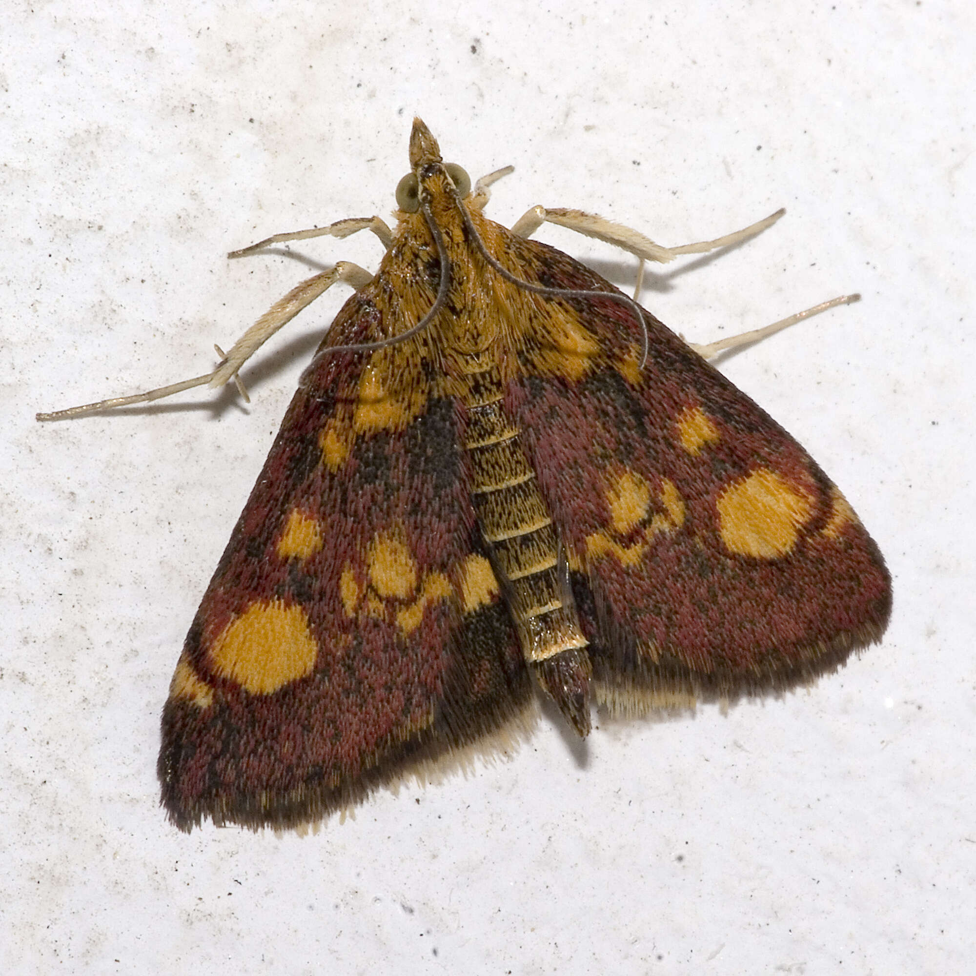 Image of Mint moth