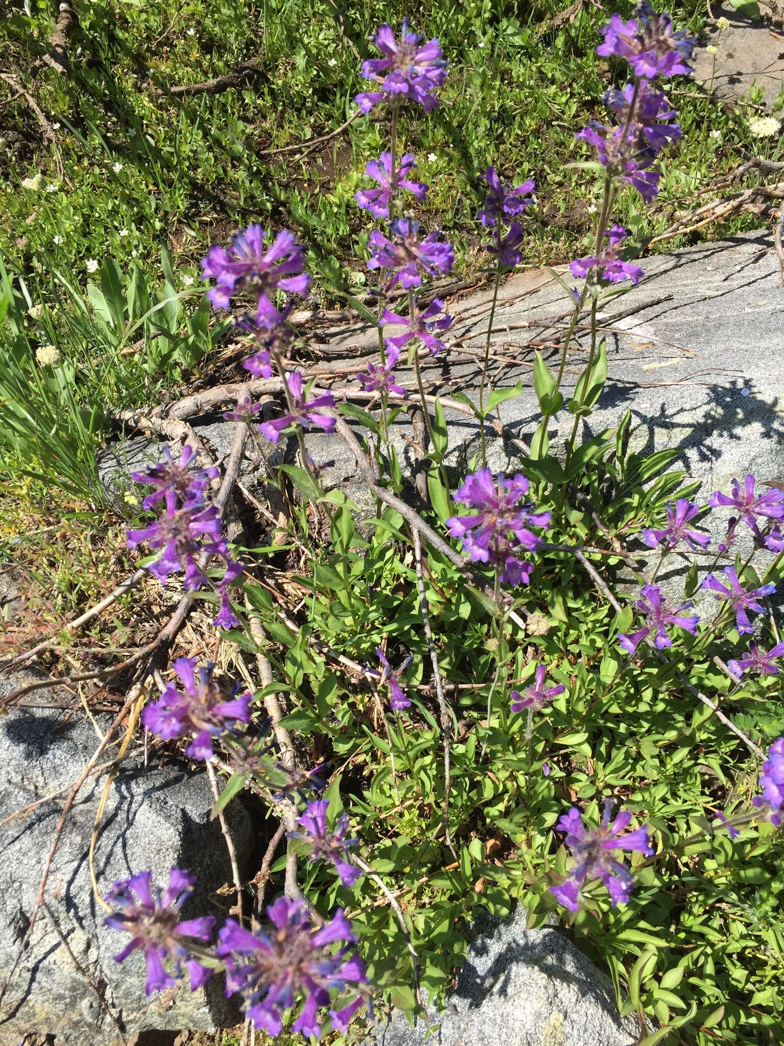 Image of Sierra beardtongue