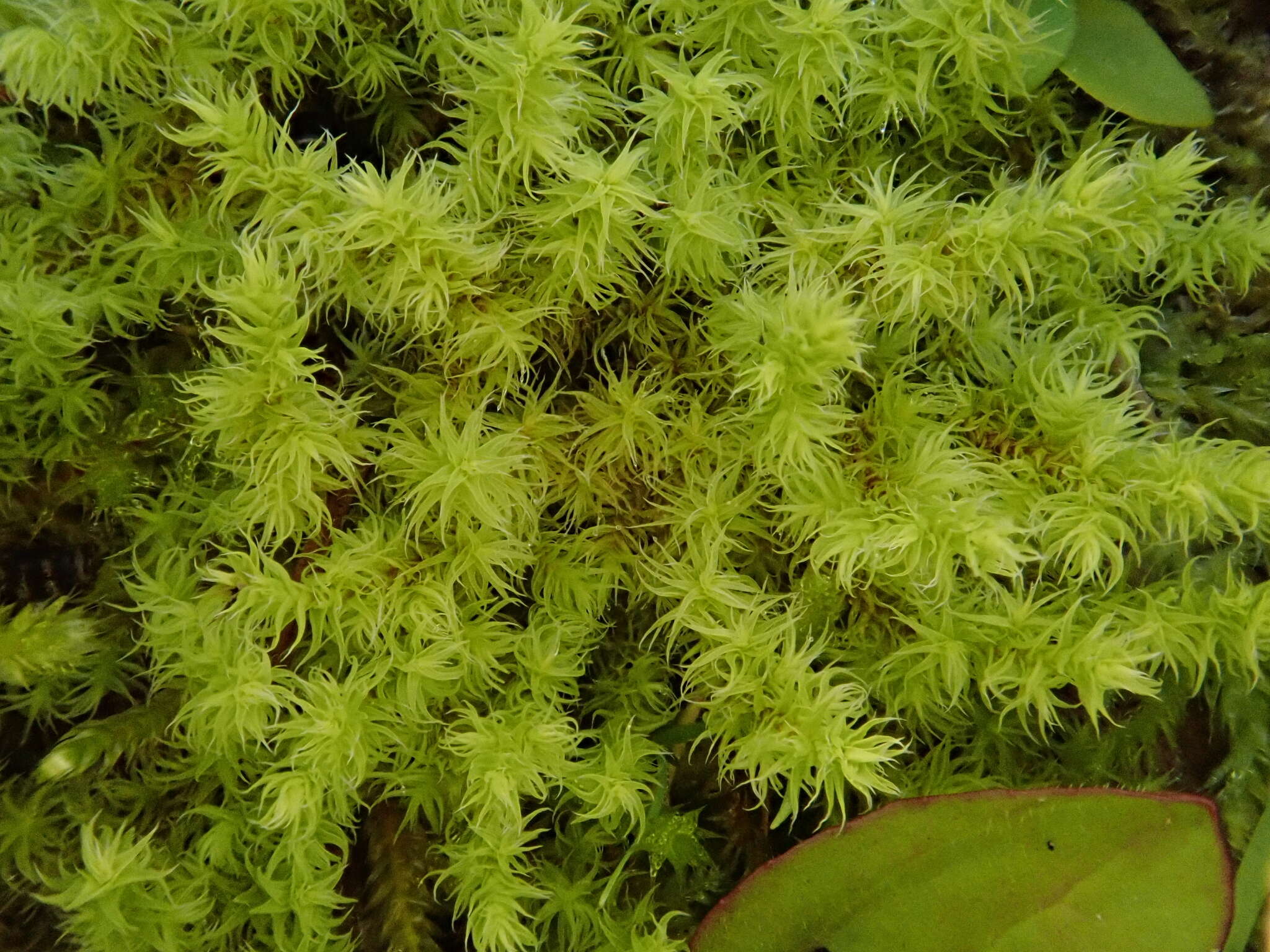 Image of racomitrium moss