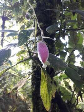 Sivun Kohleria affinis (Fritsch) Roalson & Boggan kuva