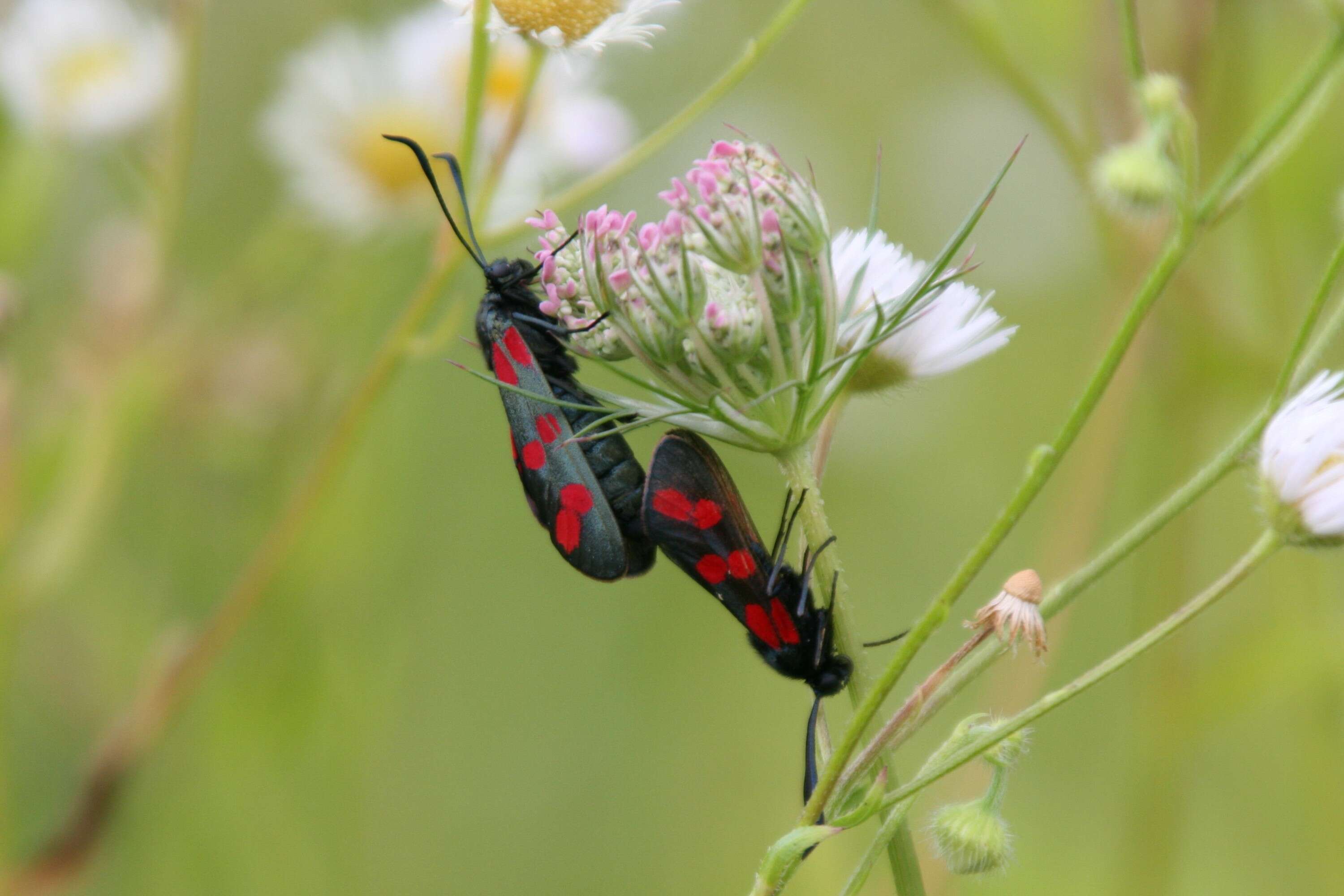 Image of six-spot burnet