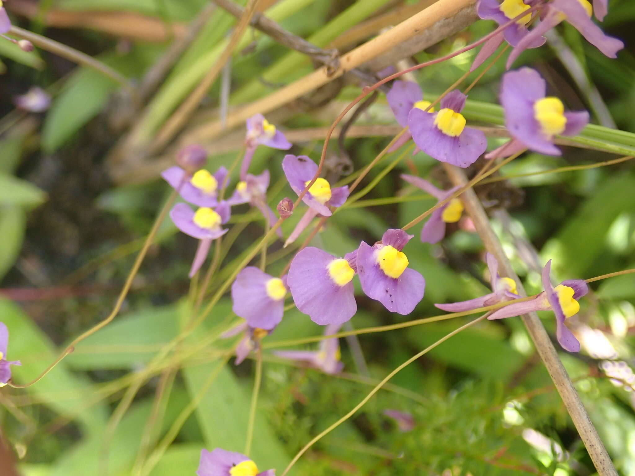 Image of Utricularia welwitschii Oliv.