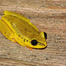 Image of Madagascar Reed Frog