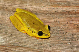 Image of Madagascar Reed Frog