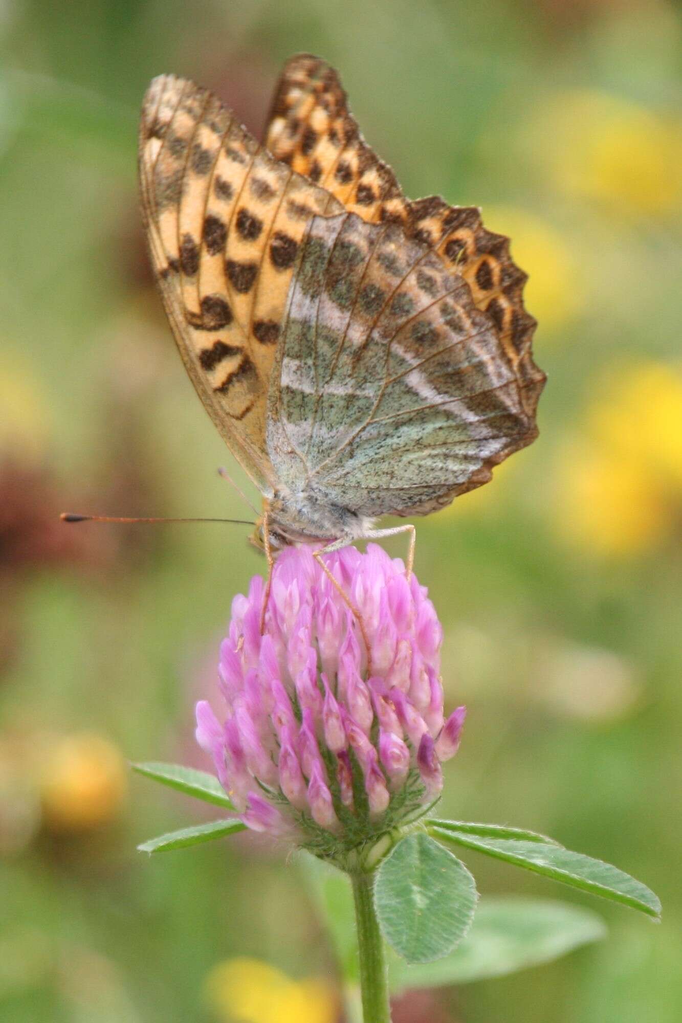 Imagem de Argynnis paphia Linnaeus 1758