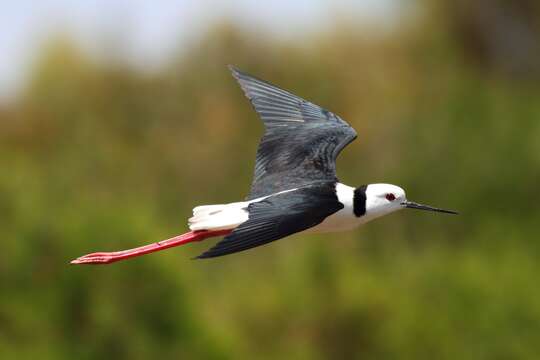 Image of Pied Stilt