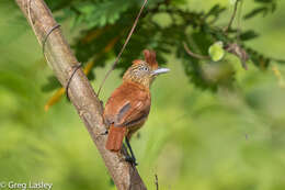 Image of Barred Antshrike