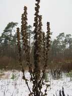 Image of Great Mullein