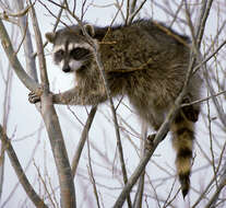 Image of raccoons