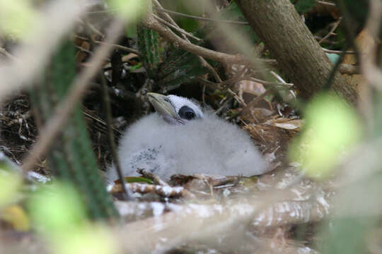 Image of Red-billed Tropicbird